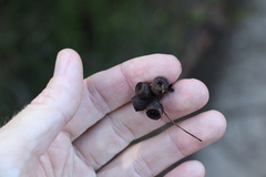 Eucalyptus campanulata