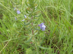 Salvia texana