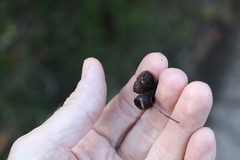 Eucalyptus campanulata
