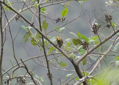 Indicator xanthonotus