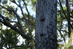 Eucalyptus campanulata