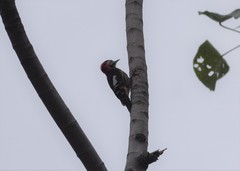 Dryobates cathpharius