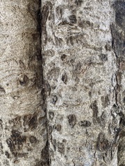 Dolichandrone serrulata