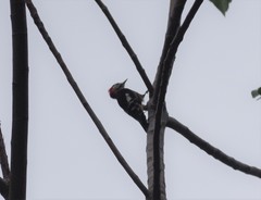 Dryobates cathpharius