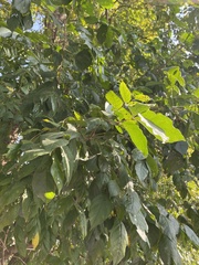 Dolichandrone serrulata