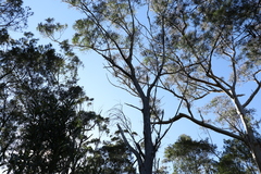 Eucalyptus campanulata
