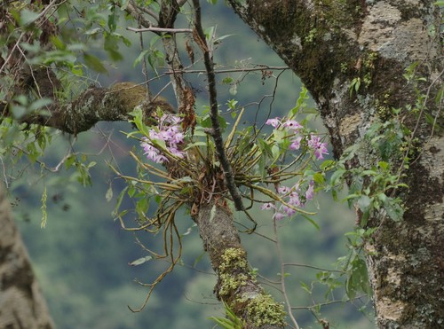 Image of Dendrobium nobile by (c) Thibaud Aronson, some rights reserved (CC BY-SA)
