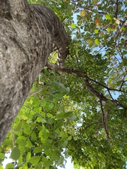 Dolichandrone serrulata