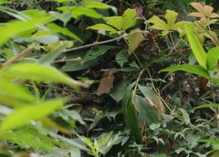 Pomatorhinus ferruginosus