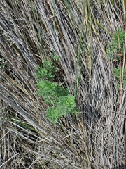 Ambrosia tenuifolia