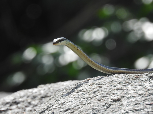 Common Bronzeback Tree Snake, Dendrelaphis tristis