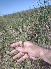 Elymus scabrifolius