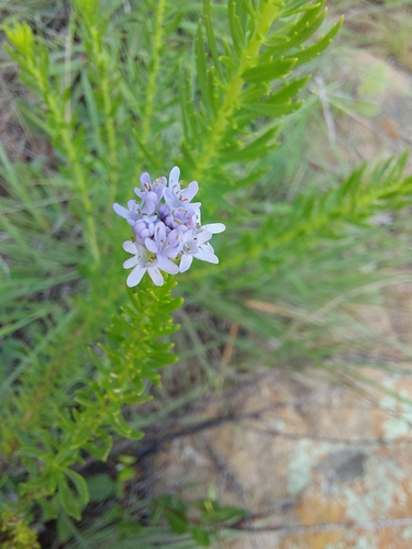 Image of Tetraselago wilmsii by (c) Manuel R Popp, some rights reserved (CC BY)