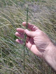 Elymus scabrifolius