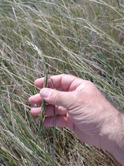 Elymus scabrifolius