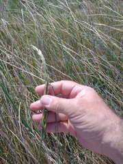 Elymus scabrifolius