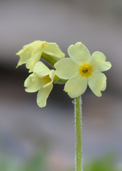 Primula ruprechtii