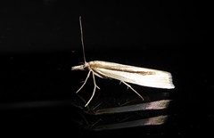 Orocrambus ramosellus