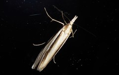 Orocrambus ramosellus