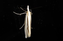 Orocrambus ramosellus