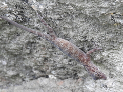 Calodactylodes aureus