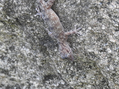 Calodactylodes aureus