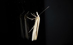 Orocrambus ramosellus