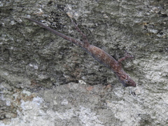 Calodactylodes aureus