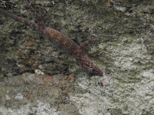 Indian golden gecko, Calodactylodes aureus