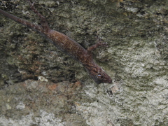 Calodactylodes aureus