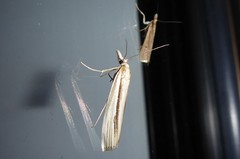 Orocrambus ramosellus