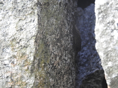 Hemidactylus graniticolus