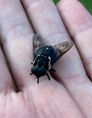 Triclista guttata