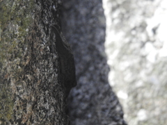 Hemidactylus graniticolus