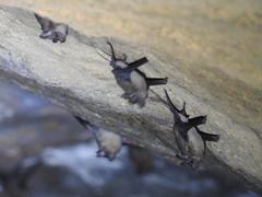 Lesser Mouse-Tailed Bat photo 3