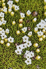 Dracophyllum muscoides