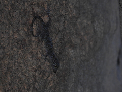 Calodactylodes aureus