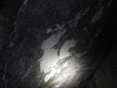 Calodactylodes aureus