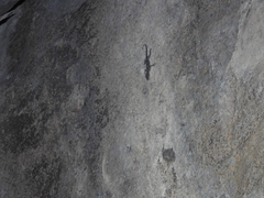 Calodactylodes aureus