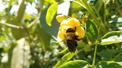 Xylocopa calens