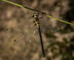 Micromidia atrifrons