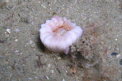 Caryophyllia smithii