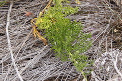 Glia prolifera