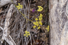 Glia prolifera