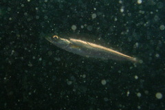 Pollachius pollachius