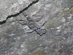 Hemidactylus graniticolus