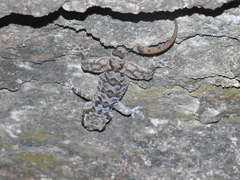 Hemidactylus graniticolus