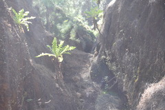Sonchus daltonii