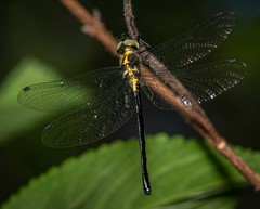 Micromidia atrifrons