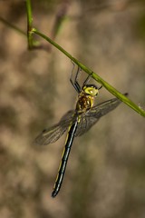Micromidia atrifrons